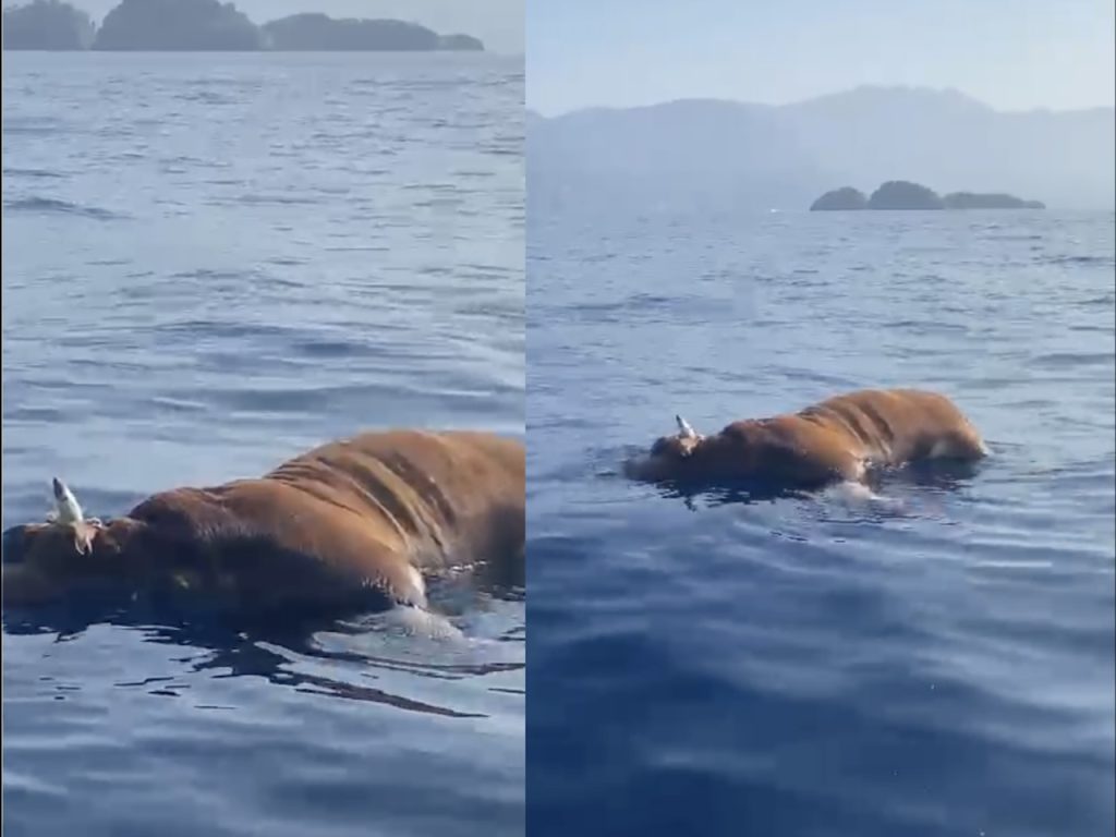 Carcassa di mucca galleggia nel mare di Positano tra gli isolotti de Li Galli e Isca