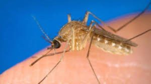 West Nile, l’Ordine dei Medici: “Serviva più prevenzione. Ora bonifiche e cautela”