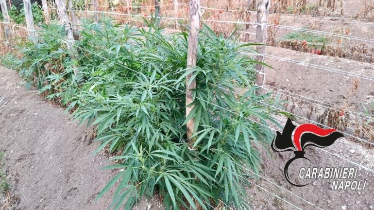 lettere, coltivava marijuana tra i pomodori