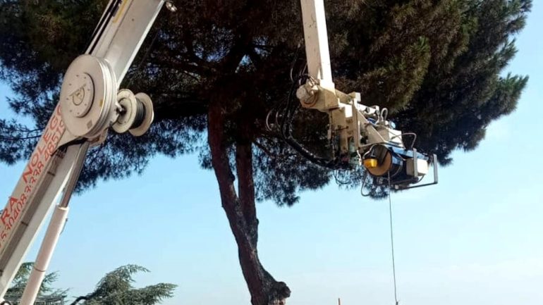 Napoli, al Vomero il “funerale del pino” abbattuto