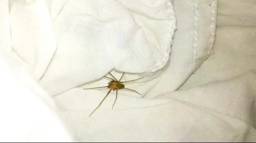 Ragno violino colpisce in Campania: uomo ricoverato al Cotugno per fascite necrotizzante