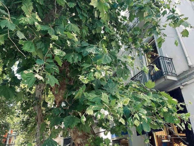 Vomero sotto assedio: le cimici del platano tormentano i residenti