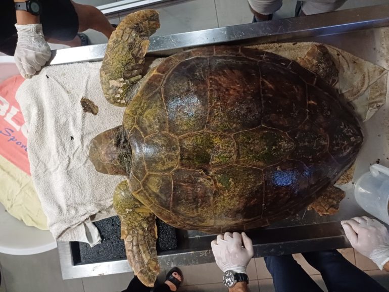 Punta Campanella, recuperata tartaruga in difficoltà a Tordigliano