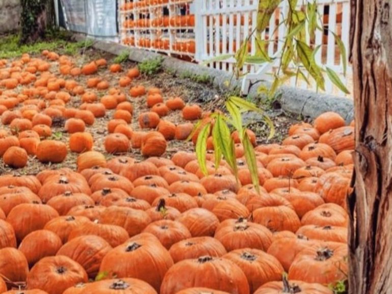 Inizia la Quarta Edizione di ‘Giochi di Zucca’ alla Mostra d’Oltremare