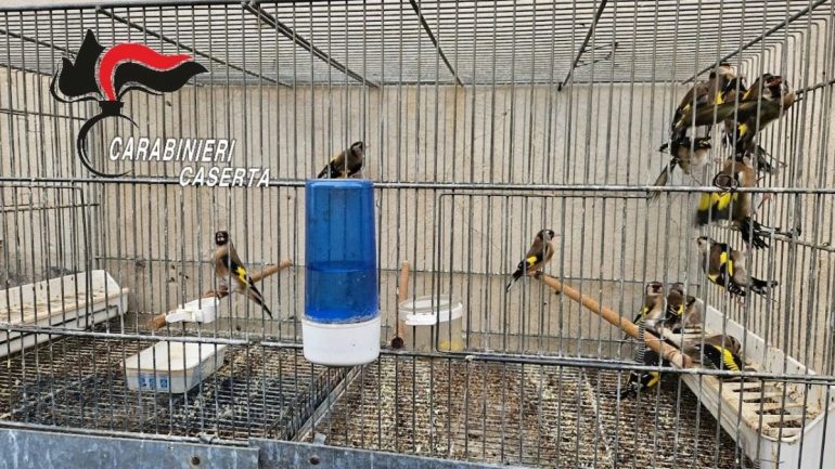 San Marco Evangelista, in casa volatili di specie protetta: denunciato