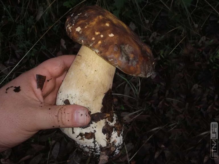 Cinque casi di intossicazione da funghi in provincia di Avellino