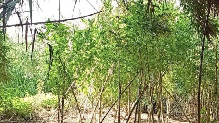 Sorpresa a Nola, lungo il torrente spunta una piantagione di marijuana