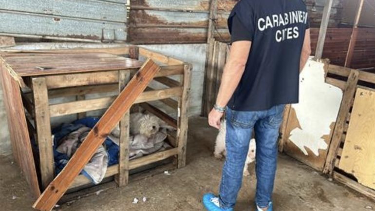 Villa Literno, sequestrato allevamento abusivo di cani di razza