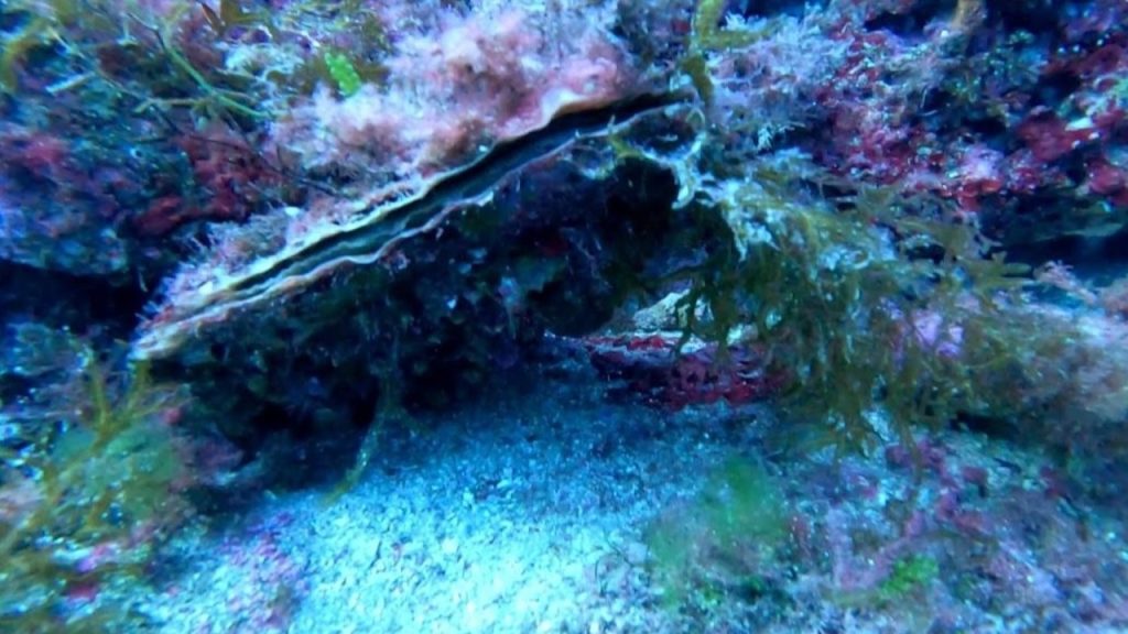 Punta Campanella, individuata una Pinna nobilis ancora viva
