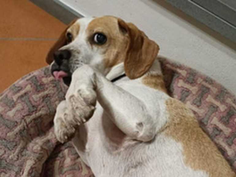 Lucca, ucciso a calci il cane mascotte dei cacciatori di zona: indagini in corso