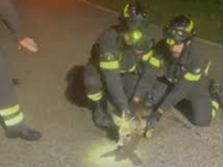 Benevento, vigili del fuoco salvano cucciolo di capriolo caduto in una buca