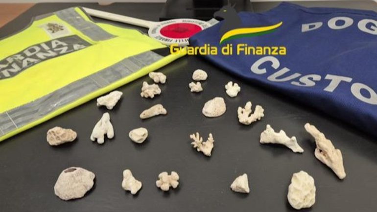 Sequestrati a Capodichino 20 coralli portati illegalmente dalla Turchia