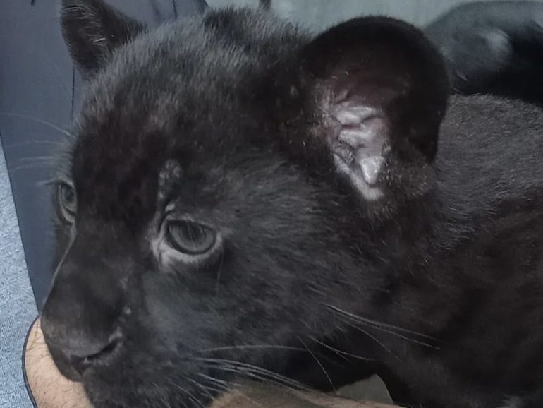Allo zoo di Napoli nasce il giaguaro Romelu