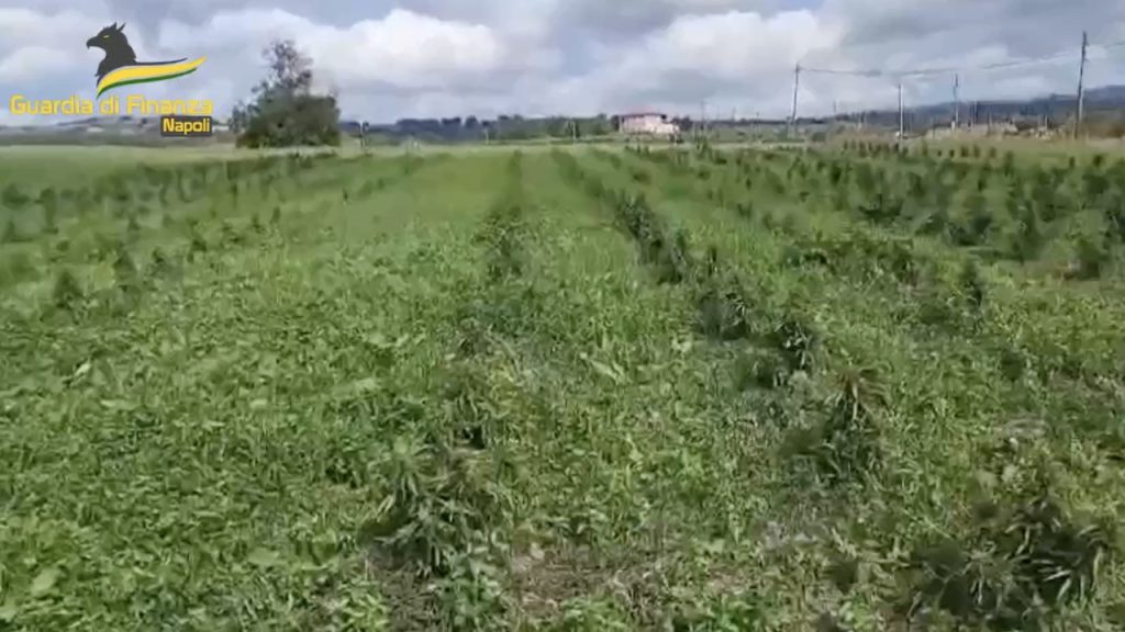 Benevento, scoperta coltivazione con 600 piante di marjiuana