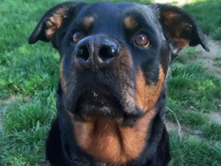 Due rottweiler vagano sul raccordo anulare di Roma