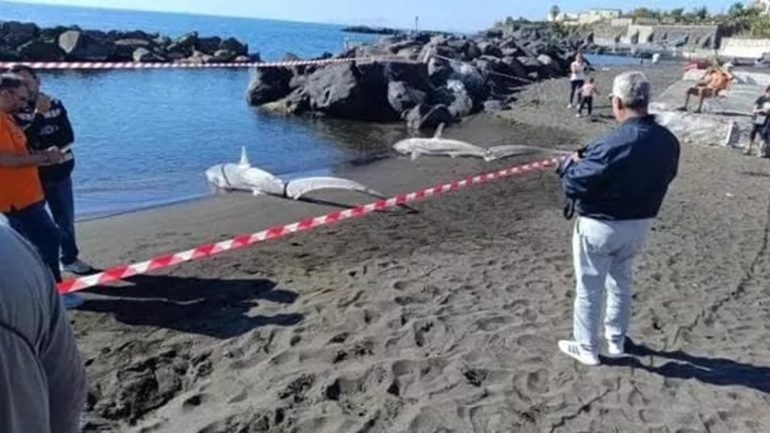 Torre del Greco, trovati due squali volpe spiaggiati