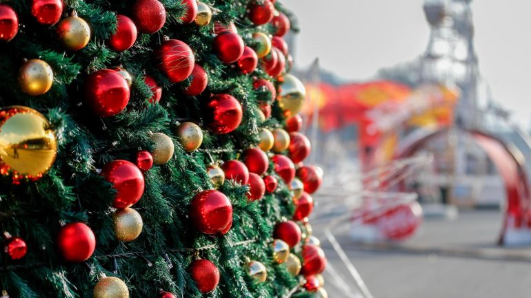 Napoli, rubato l’albero di Natale all’Orto Botanico