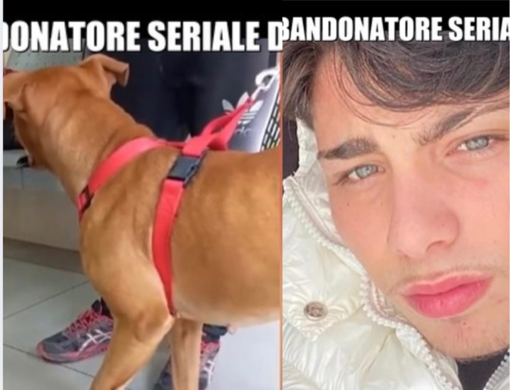 Falsa pensione per cani scoperta da ‘Le Iene’ in provincia di Caserta