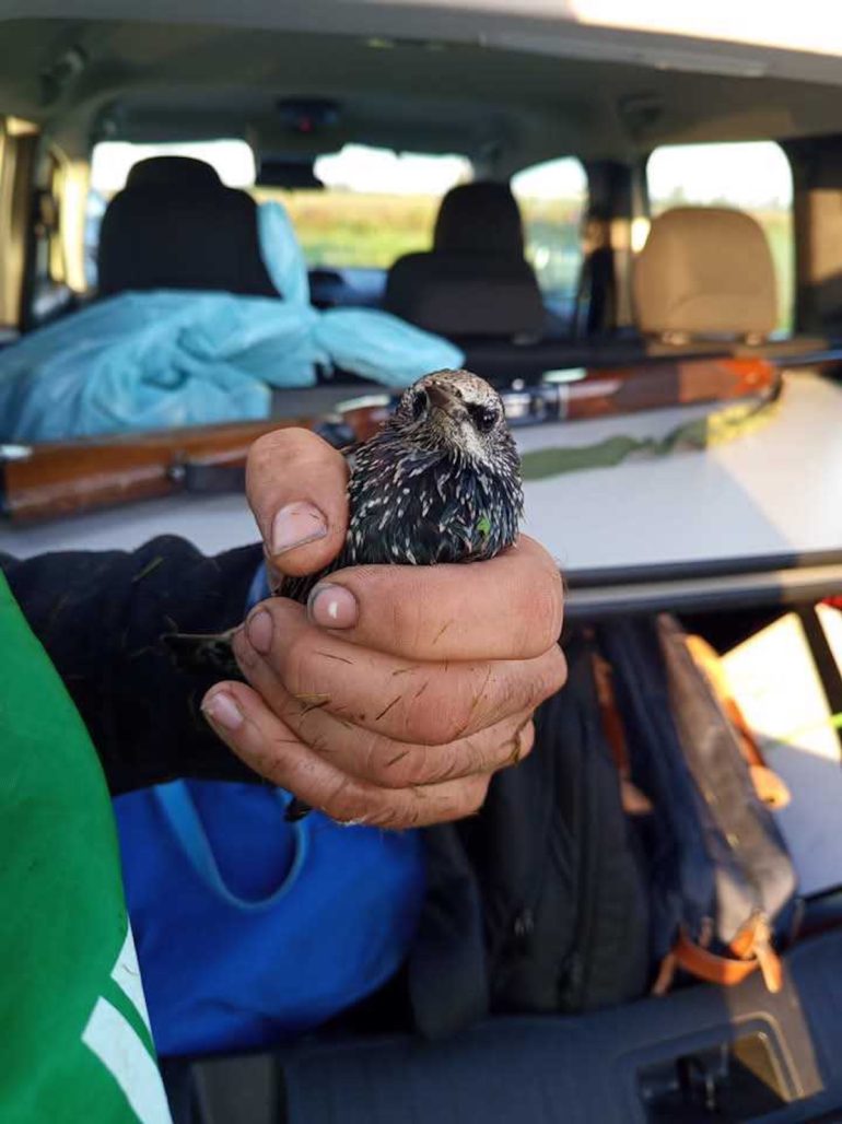 Operazione antibracconaggio ad Acerra: sequestrati fucili, cartucce e richiami vietati per specie protette, denunciate 3 persone