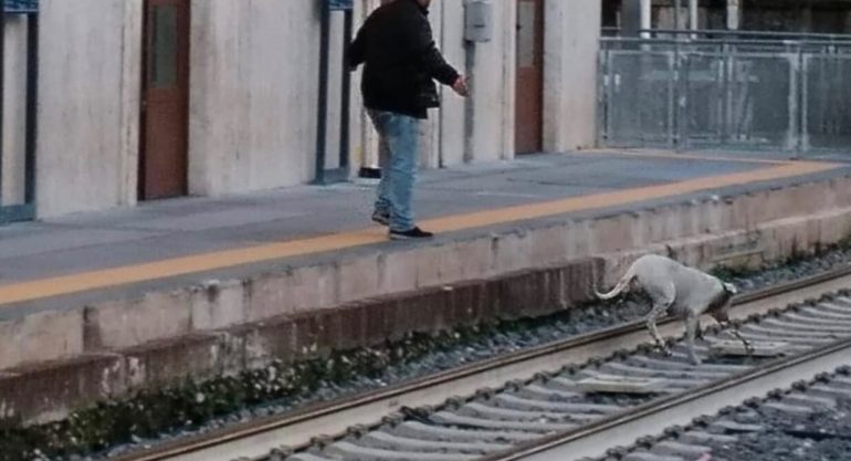 Maddaloni, orrore alla stazione: uomo prende a calci una cagnolina e la getta sui binari