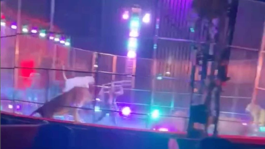 Licola,  paura al Circo Orfei : addestratore frusta e lancia pedana ai leoni con spettatori in fuga