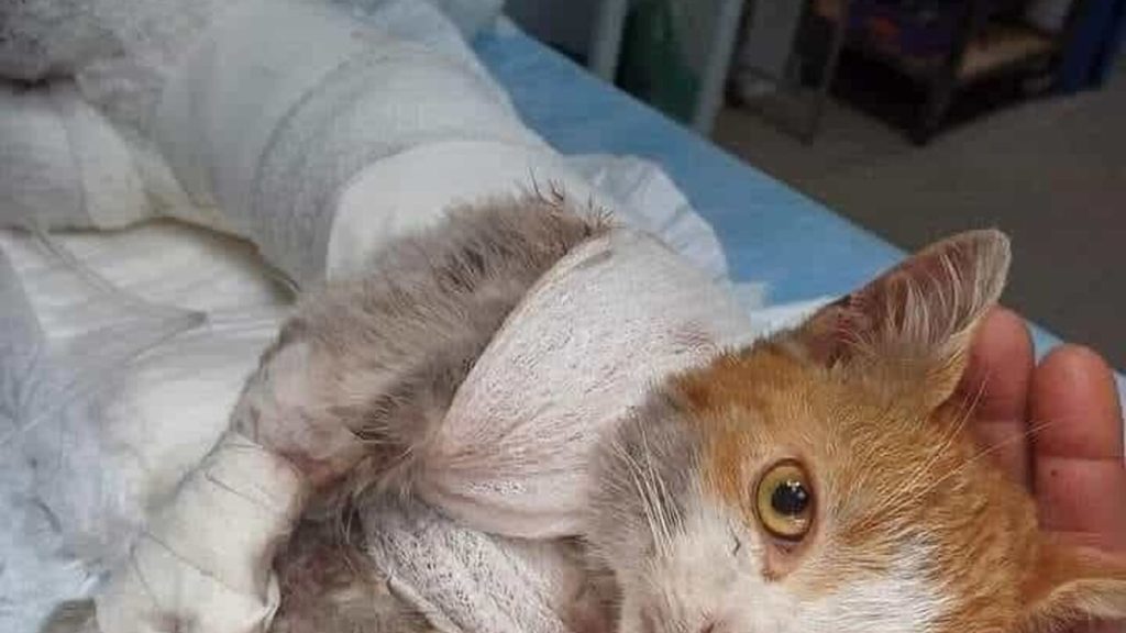 Gattino trovato scuoiato, un anno dalla morte di Leone. AIDAA presenta nuovo esposto per chiedere giustizia