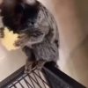“Le invio la storia messa da questo soggetto, molto amico di Crescenzo Marino attualmente detenuto. Ha già messo in passato video dove mostra questi animali in casa o tenuti al gui