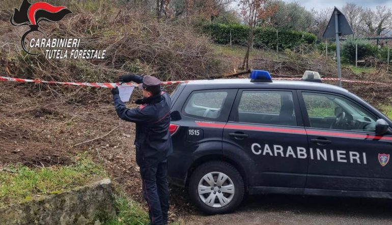 Avellino: abbatte un bosco di querce in area vincolata, denunciata la proprietaria