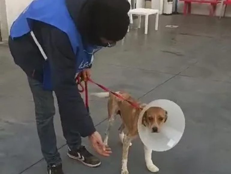 Cagnolino ustionato con olio bollente, medico salernitano risponde all’appello dell’OIPA e dona l’intero importo per le cure