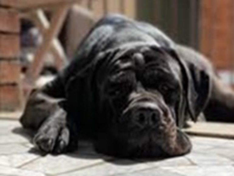 Rinchiude il cane “corso” in box in campagna senza cibo, denunciato un 45enne
