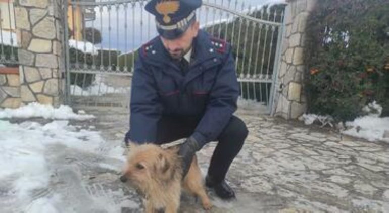 Cucciolo smarrito e vagava su strada, salvato dai carabinieri