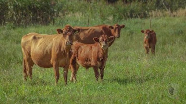 Giugliano, allevatore ucciso da un vitello nella fattoria didattica