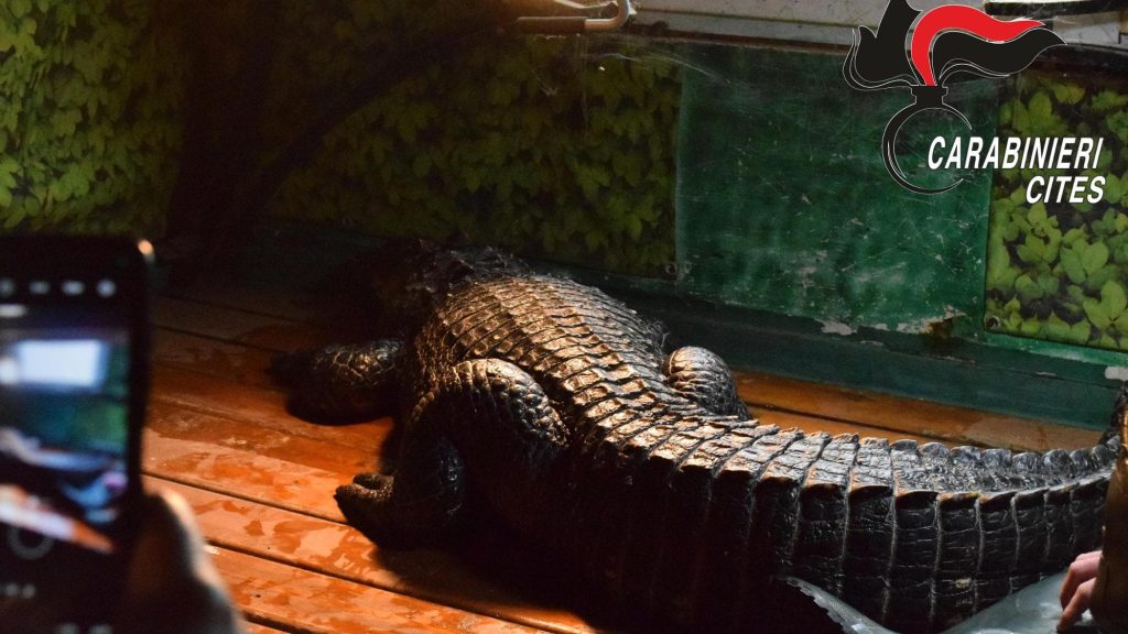 Napoli, circo Togni nel mirino: sequestrati due alligatori e un pitone