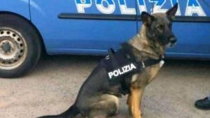 Blitz a San Giovanni, 20enne arrestato: il cane antidroga scopre 220 grammi di hashish
