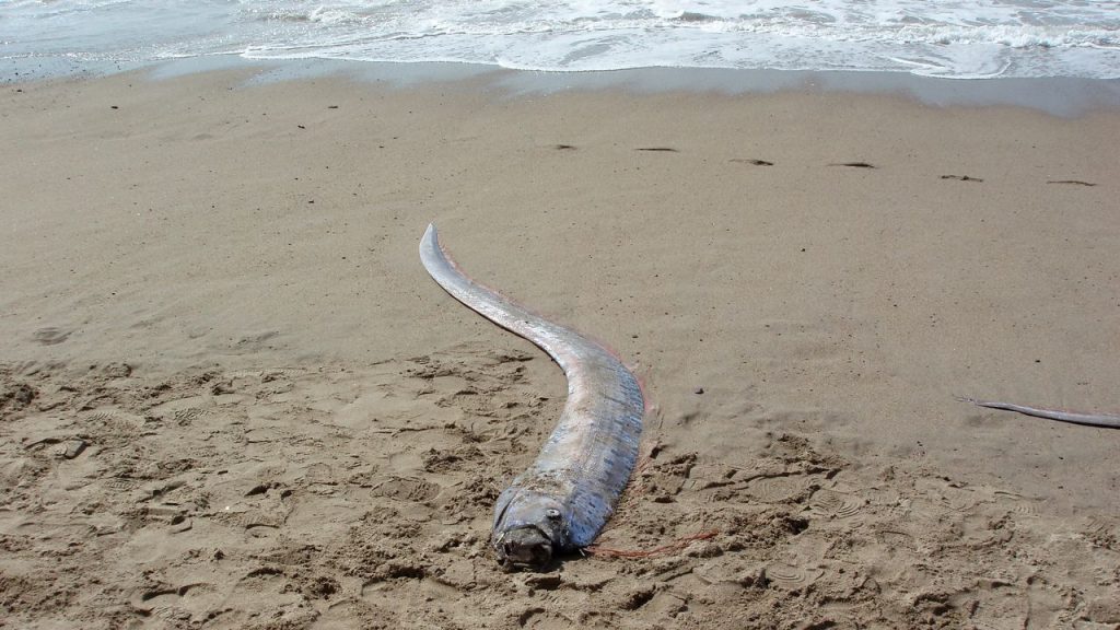 Avvistato in Messico il pesce remo, definito pesce dell’Apocalisse: ecco cos’è