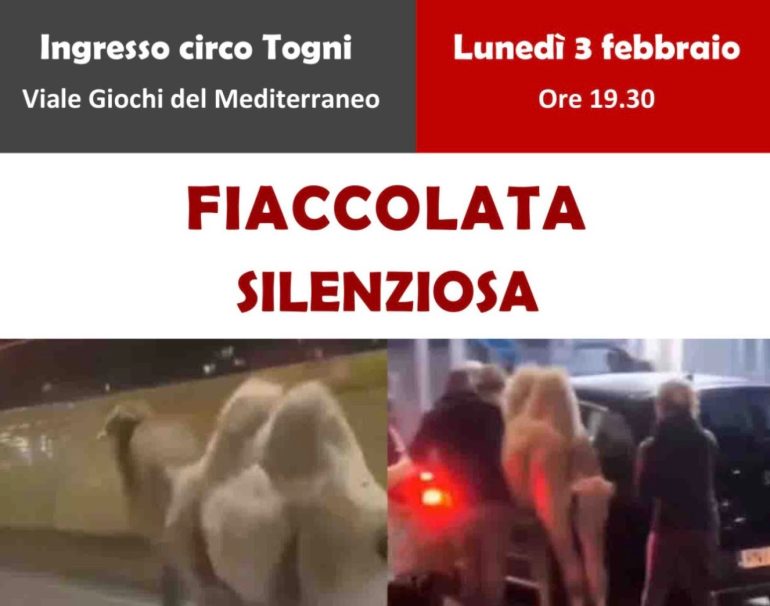 Napoli, stasera a Fuorigrotta fiaccolata per il cammello morto