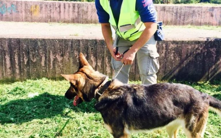 Succivo, scovata cocaina con aiuto cane Luna: tre arresti