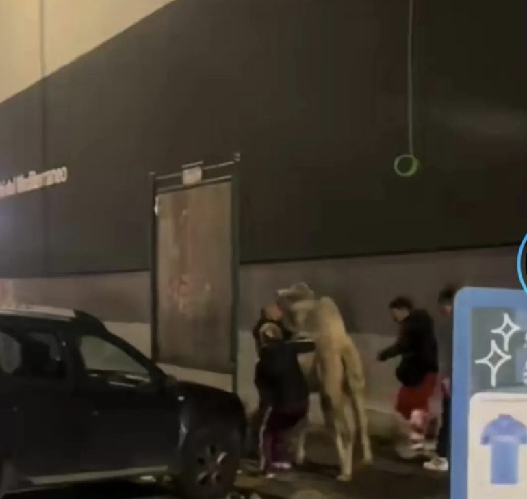 Cammello in fuga dal circo Togni a Fuorigrotta: recuperato dalla polizia