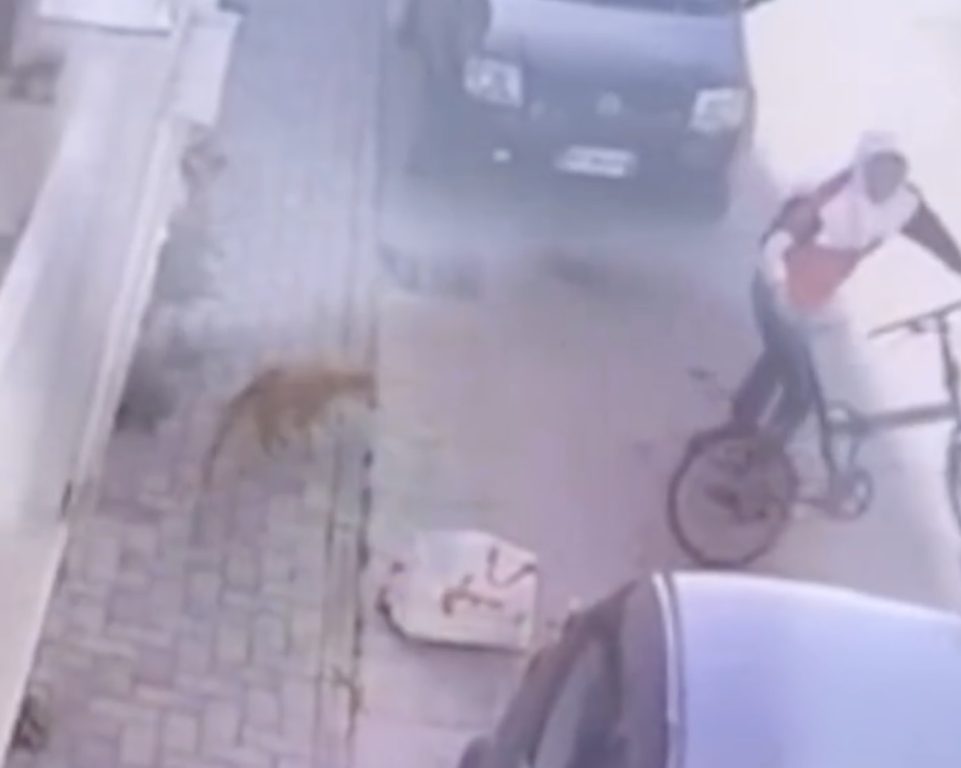 Crispano, abbandona cane in strada: ripreso dalle telecamere,scatta la gara di solidarietà per salvarlo