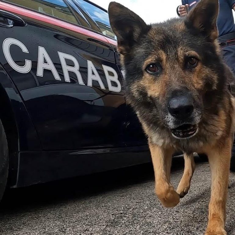 San Felice a Cancello: pusher smascherato grazie al fiuto di Luna