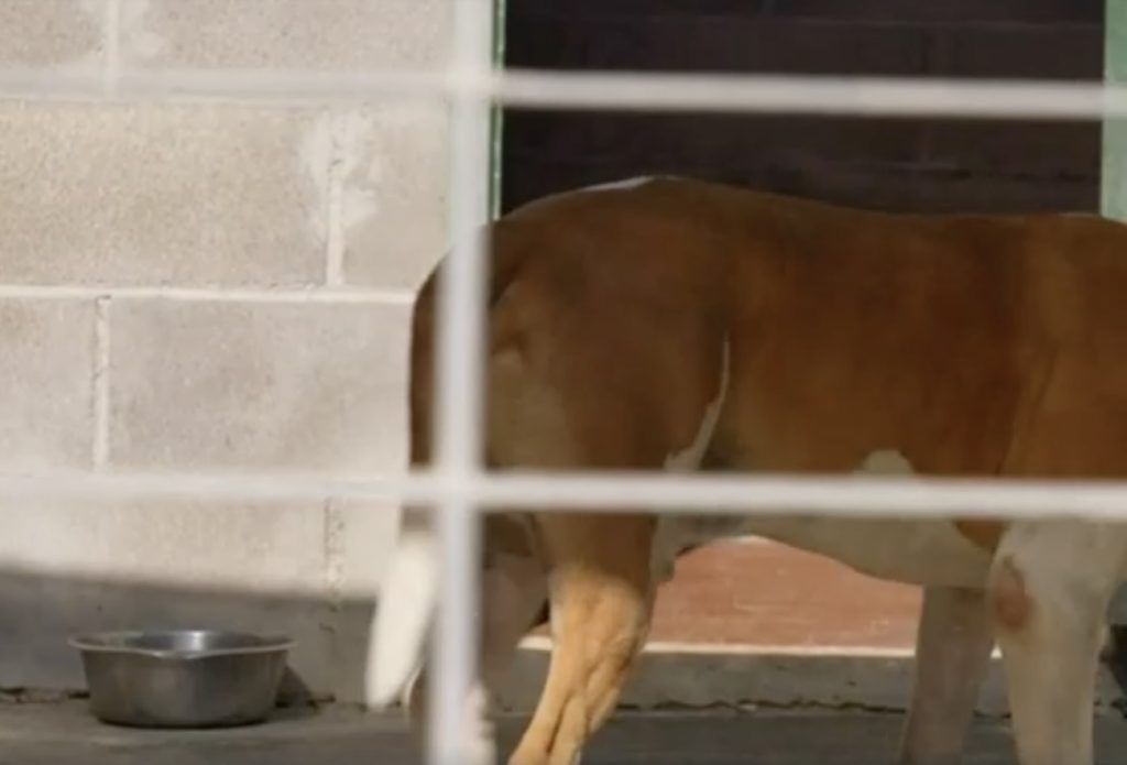 Caserta, veterinari aggrediti con bastoni dai proprietari di due pitbull