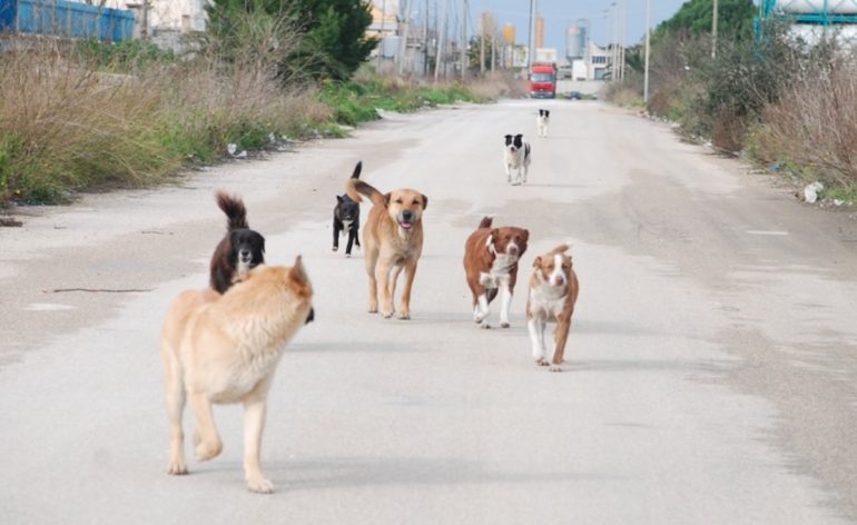Teggiano, anziano aggredito da un branco di cani randagi: ricoverato con gravi ferite