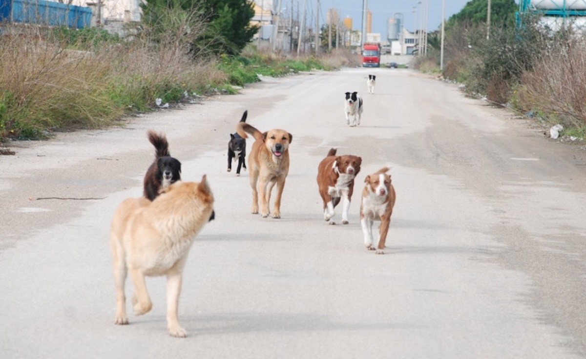 Teggiano, anziano aggredito da un branco di cani randagi: ricoverato con gravi ferite