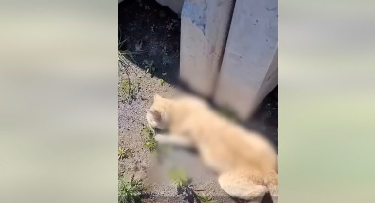 Torre del Greco, strage di gatti: 7 avvelenati nella colonia felina di Via Lamaria
