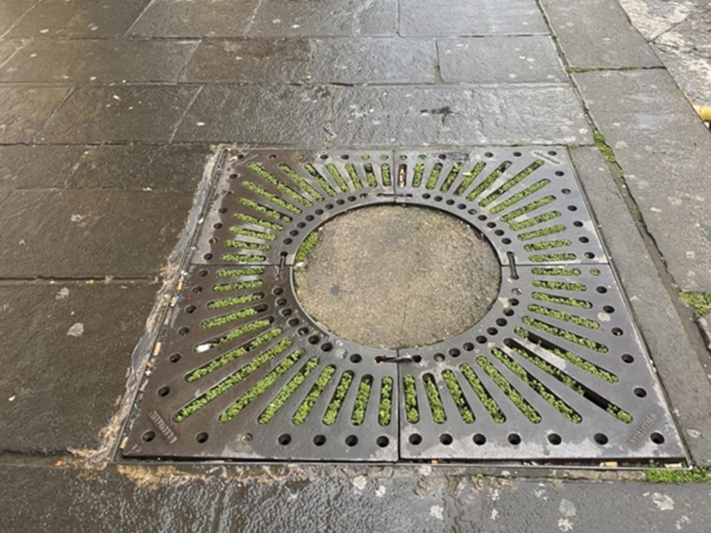 Naples, petition for the replanting of trees in Corso Garibaldi