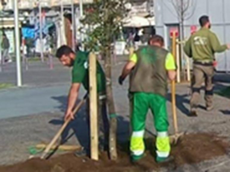 Napoli, nuovi alberi a Piazza Garibaldi: più verde e decoro per l’area nord