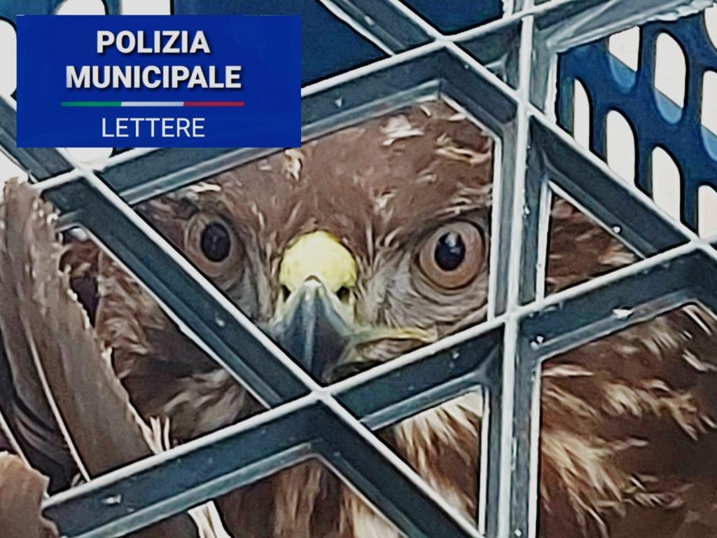 Poiana trovata ferita e salvata dalla polizia municipale a Lettere: chiamata Primavera
