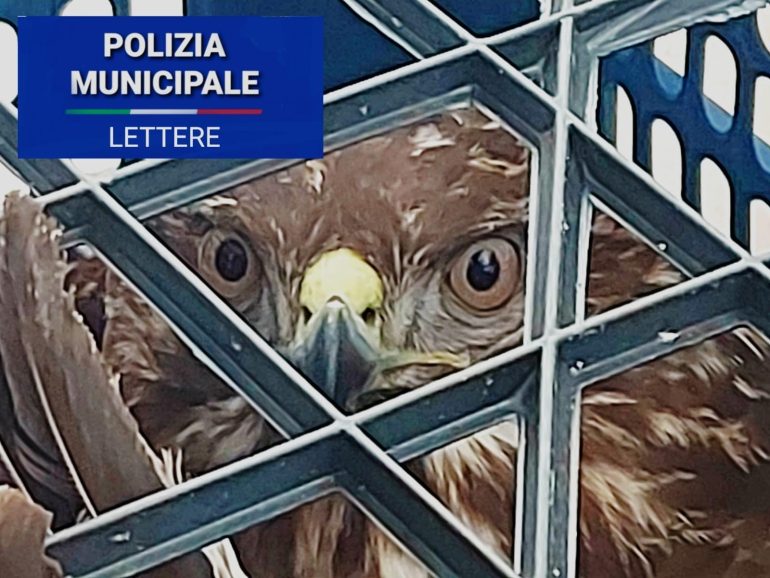 Poiana trovata ferita e salvata dalla polizia municipale a Lettere: chiamata Primavera