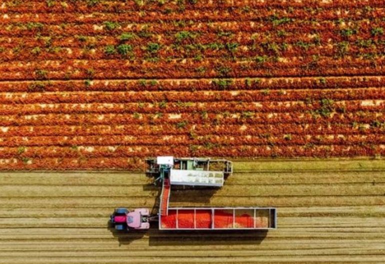 Mutti, in arrivo 1.300 assunzioni stagionali per la trasformazione del pomodoro