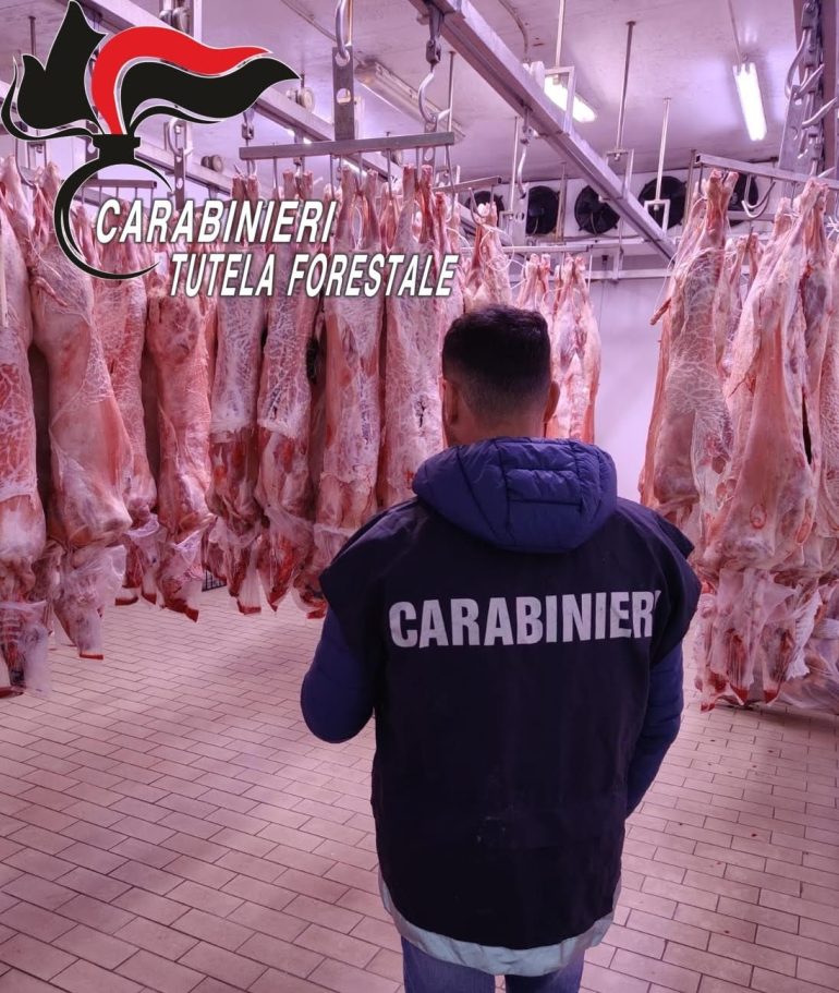 San Marcellino, sequestrate oltre 160 carcasse di carne: donate al Banco Alimentare